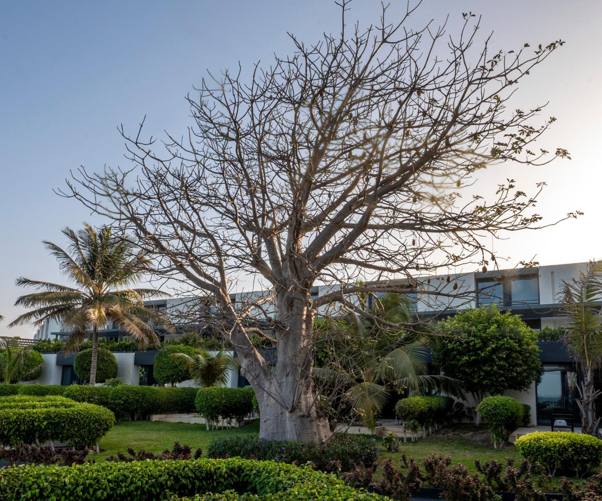 Noom Hotel Dakar Sea Plaza, A Member Of Radisson Individuals Eksteriør bilde A tree in the resort